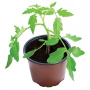 Grow Pots Recyc 23cm 3pc