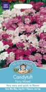 CANDYTUFT Fairy Mixed