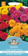 DAHLIA Dwarf Double Mixed