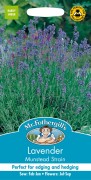 LAVENDER Dwarf Munstead