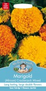 MARIGOLD Crackerjack African