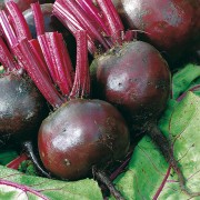 BEETROOT Moneta