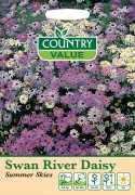 Swan River Daisy Summer Sky