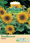 Sunflower Pacino