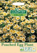 Poached Egg Plant
