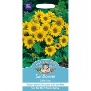 SUNFLOWER Little Leo
