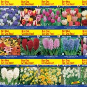 Spring Bulb BOGOF Packs