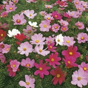 COSMOS Dwarf Sensation Mix