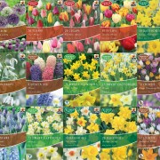 Spring Bulb Bumper Pack
