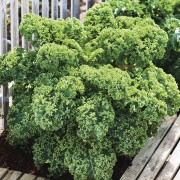 KALE Dwarf Green Curled.