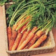 CARROT Resistafly TozresisF1